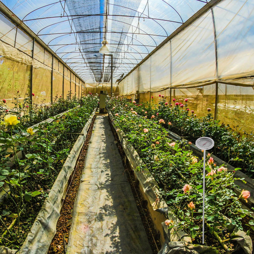 Termómetro De Jardinería, Herramienta De Temperatura Del Sue