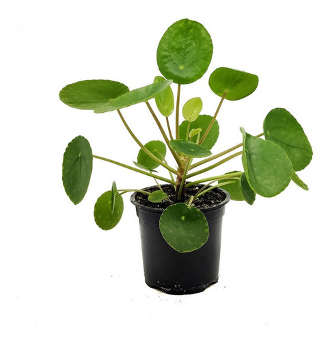 Planta Pilea Peperomioides Interior Deco Vintage 