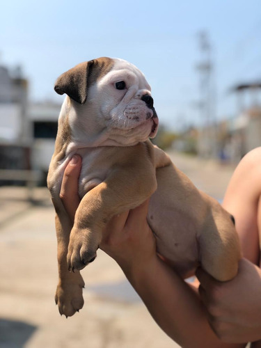 Imagen 2 de 4 de Cachorra Bulldog Ingles Pura Genetica