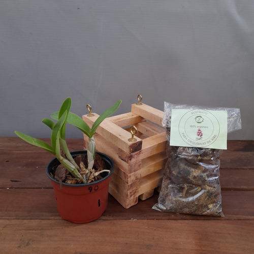 Planta, Combo Orquídea + Cajoncito De Madera + Sustrato.