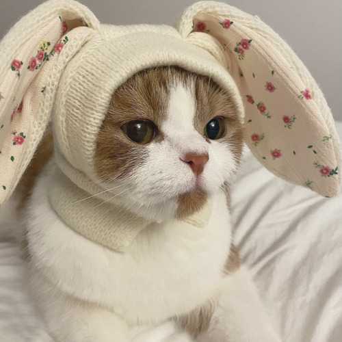 Gorro De Punto Con Orejas De Conejo, Disfraz De Perro, Decor