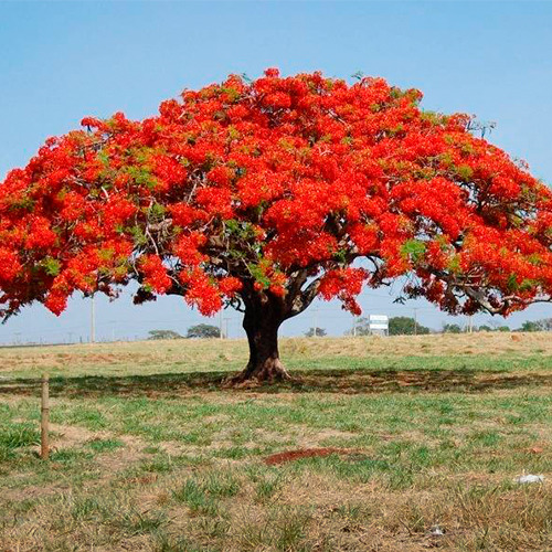 Árbol Tabachín Framboyán 1m Flor Roja/amarilla/naranja