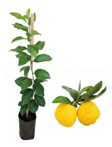 2 Mudas De Limão Zamboa ( Citrus Adami )