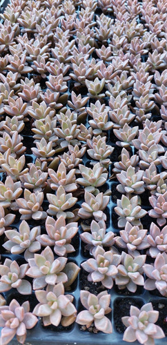 Plantines Plantas Cactus Suculentas Por Mayor En Bandeja X5