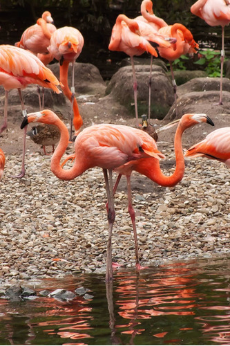Cuadro 60x90cm Flamingo Hermoso Salvaje Rosa Belleza M4