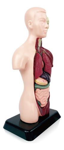 Modelos Anatómicos De Órganos Humanos 3d Para Niño