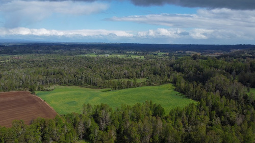 Campo En La Unión Cercano Al Lago Ranco 27,4 Hectáreas