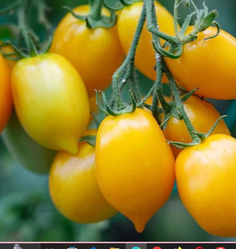 150 Semillas De Tomate Amarillo Corazon + Instructivo