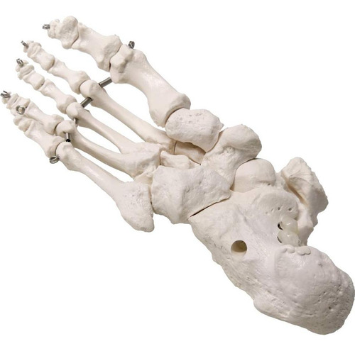 Modelo De Pie Humano Articulado Evotech 23x15.7 Cm