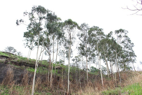 Imagem 4 de 14 de Sítio 10.000 M² Em Pedra De Guaratiba