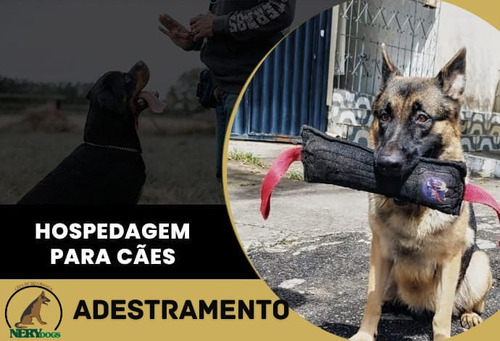 Hospedagem E Adestramento Para Cães 