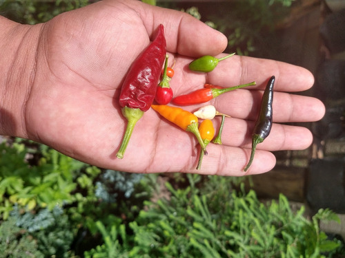 Semillas De Chiles 10 Diferentes Variedades Leer Descripción
