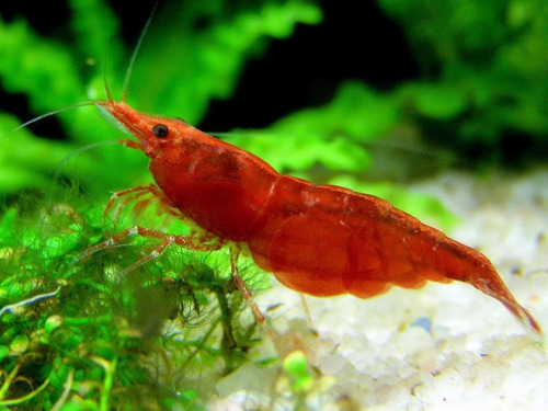 5 Neocaridinas Gambas Red Sakura Acuario Pecera