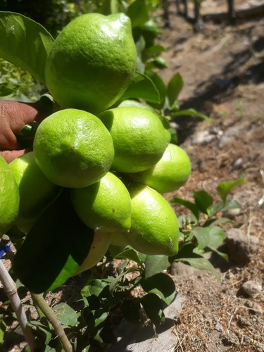Fundo Productivo Palta Hass Con Derechos De Agua Y Estanques