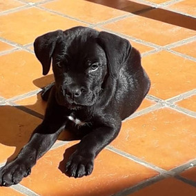 Perros De Raza Cane Corso En Mercado Libre Argentina