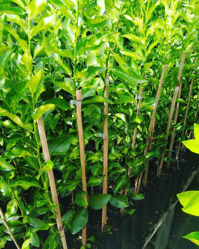 Imagem 4 de 5 de Mudas Frutíferas Enxertada