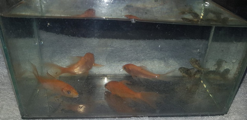 Imagen 1 de 4 de Carpas Koi Para Estanques, Diferentes Tamaños 5 Cm