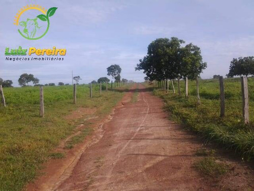 Imagem 12 de 15 de Fazenda À Venda Em São Valério - To - De 82 Alqueirões (dupla Aptidão) - 1788