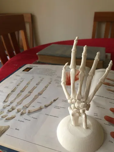 Mano Anatómica Modelo De Impresion 3d 