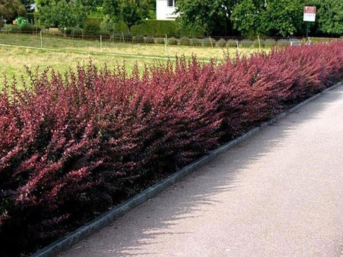Agracejo Rojo, Agracejo Púrpura, Berberis 10lts