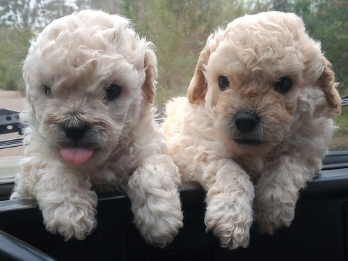 Imagen 1 de 2 de Poodles Miniatura !!!