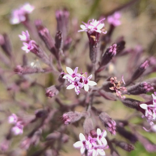 Stevia Viscida - Semillas