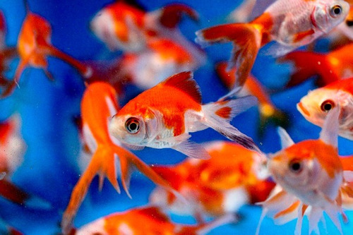 Goldfish Carassius Peces Agua Fria Surtidos 6cm X 10 Unid