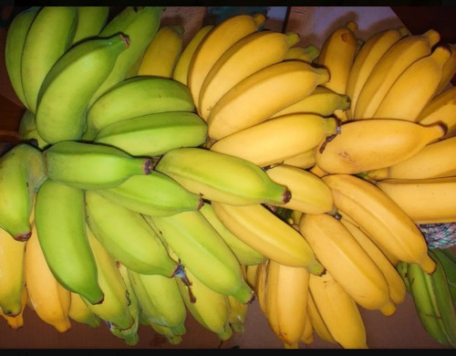 Super Bananas Roxa Prata Pão Maçã (8 Mudas - 2 De Cada)