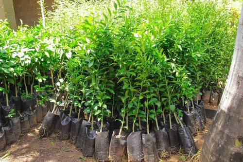 Imagem 3 de 4 de Muda De Laranja Pêra Rio Enxertada Para Produzir Promoção
