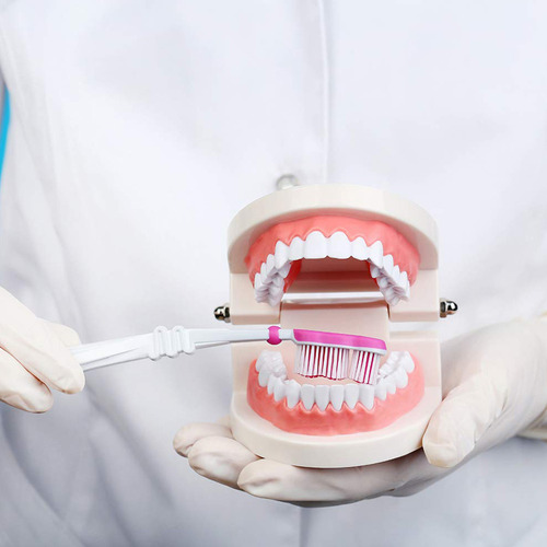 Modelo De Dente De Educação Oral Para Demonstração De Estudo