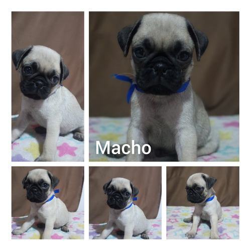 Cachorros Pug Carlino 