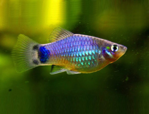 Pez Platy Surtido
