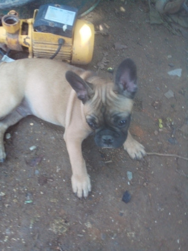 Imagem 3 de 3 de Filhote Bulldog Francês Macho Pra Vender