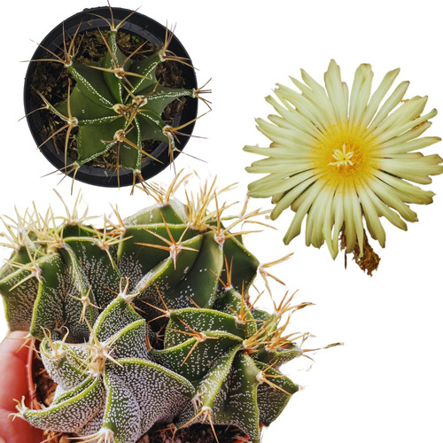 Cacto Astrophytum Ornatum Mudas Flor Amarela Rara Coleção