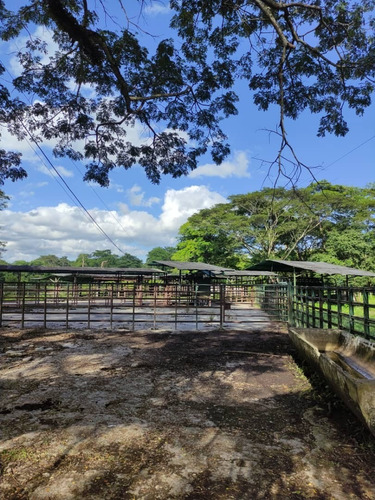 Imagen 5 de 15 de Se Vende Extraordinaria Finca De 1.237 Has. Silvopastoril Y Manufacturera Con Mucho Potencial Representada Por Persona Juridica
