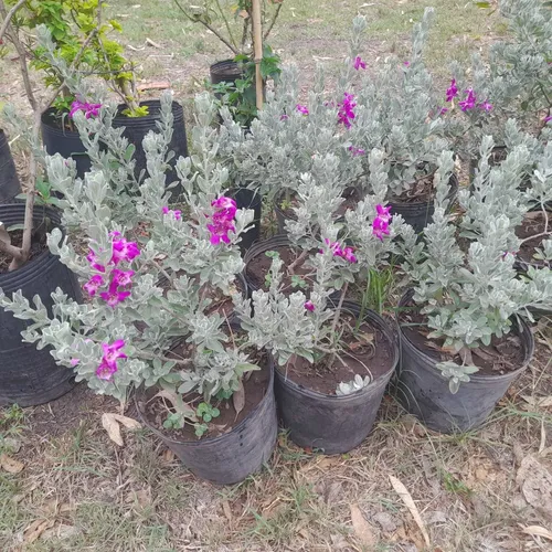 Cenizo (leucophyllum), Hermoso Arbusto Ideal Para La Costa