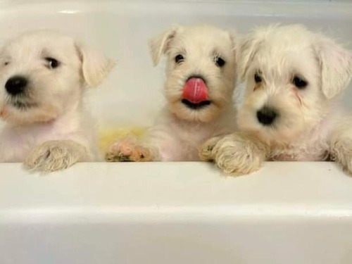 Auténticos Cachorros Schnauzer Blancos Toys, Línea Importada