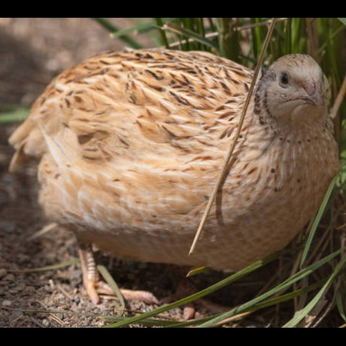 Huevos Fértiles De Codorniz Golden Dorada O Isabelle Grande