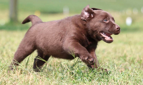 Labrador Beige Unicos Genetica Unica Criadero Chascomús
