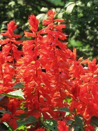 Salvia Splendens Alta Flor De Cardeal - 0,1gr = 25 Sementes