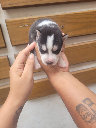 Husky Siberiano Con Pedrigee