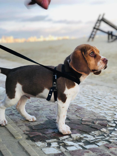 Imagem 1 de 5 de Beagle Chocolate
