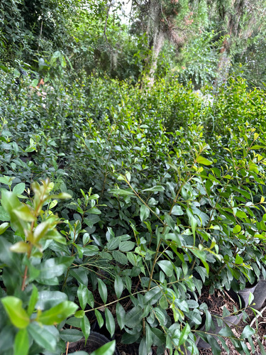 Eugenia Cerco Vivo Arbusto Para Jardín Perímetro 3lts 1mt