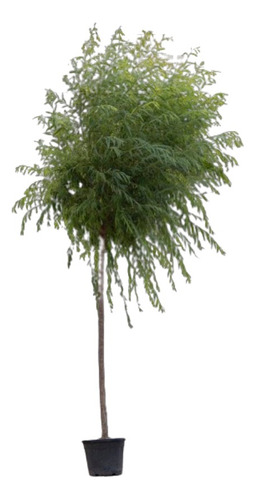 Árbol De Siempre Verde Ligustrum Variegada Vereda Deco