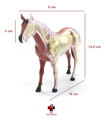 Imagem 5 de 8 de Anatomia Do Cavalo, Cachorro E Celula Animal 4d Master