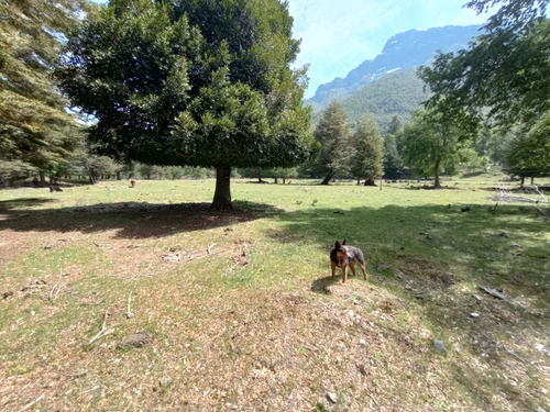 Terreno Cerca Reserva Nacional Malleco, 6.100 Mt2
