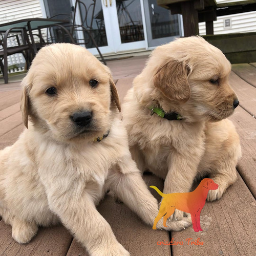 Cachorros Puros En Criadero Tribu, Tambien Envios Soy Guada