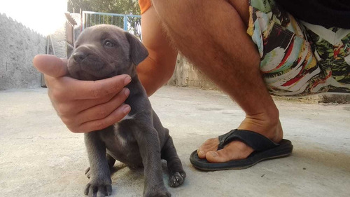 Imagem 3 de 4 de Seu Cão De Guarda Tbm Seu Melhor Amigo