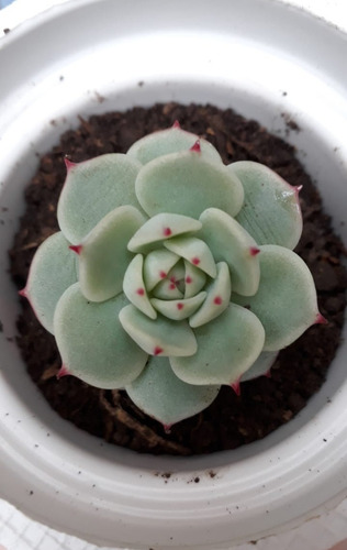 Echeveria Derenbergii Suculenta En Maceta 6