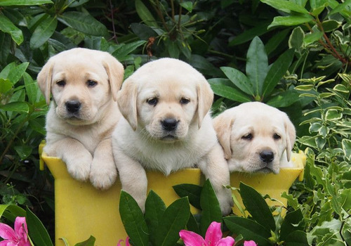 Cachorros Labrador Puros Y Adorables.